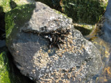 C. mussel & N. Rock barnacle