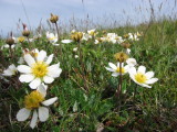 Mountain Avens, Fjllsippa, Dryas octopetala