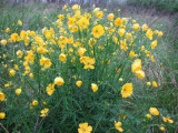 Meadow Buttercup, Smrblomma; Ranunculus acris / R. polyanthemos?