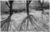 Vikss willow trees