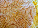 Tree rings (in our garden)