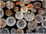 Tree rings