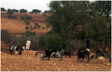 Goats in the trees