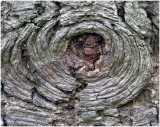 The gnarl