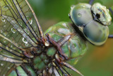 Emperor Dragonfly - Grote Keizerlibel