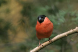 Bullfinch - Goudvink