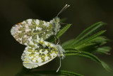 Orange tip - Oranjetipje