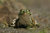 Macho Frog