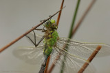 Emperor Dragonfly - Grote keizerlibel