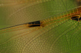 Four spotted chaser - Viervlek