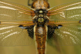 Four spotted chaser - Viervlek