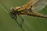 Four spotted chaser - Viervlek