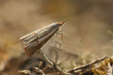 Micro-Moth