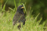 Starling - Spreeuw