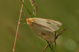 Clouded Buff - Roodbandbeer