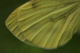 Small White - Klein Koolwitje
