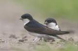 House Martin - Huiszwaluw