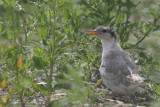 Common Tern - Visdief