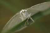 Common White Wave - Witte grijsbandspanner