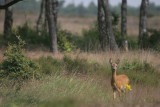 Roe deer - Ree