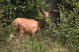 Red Deer - Edelhert