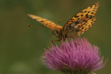 Dark green fritillary - Grote Parelmoervlinder