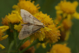 Endotricha flammealis