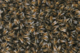 Western honey bee - Honingbij