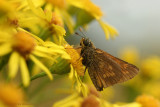 Hesperiidae - Dikkopje