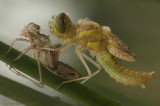 Black Darter - Zwarte Heidelibel