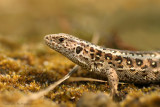 Sand Lizard - Zandhagedis