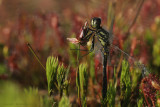 Black Darter - Zwarte Heidelibel