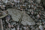Geometridae - Variabele spikkelspanner