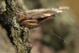 Red admiral - Vanessa Atalanta