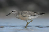Knot - Kanoet