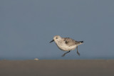 Sanderling - Drieteenstrandloper