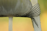 Hare's foot inkcap - Hazepootje