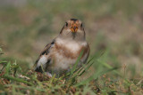 Snow bunting - Sneeuwgors