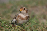 Snow bunting - Sneeuwgors