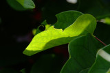 Leaf Cutter Bee Art #3 - Speciation