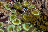 Anemone Bed