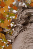 Bark & Leaves