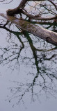 Reflections #4