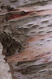 Bark