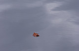 Floating #1