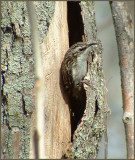 Choix dun site de nidification (Laval Québec)