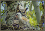 Adulte avec un jeune au nid (Laval Qubec)
