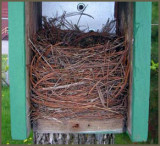 Aprs la nidification. (Laval Qubec)