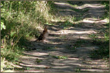 Glinotte huppe - Ruffed Grouse - Bonasa umbellus (Laval Qubec)