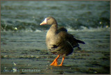Oie rieuse - Greater White-fronted Goose - Anser albifrons (Laval Qubec)